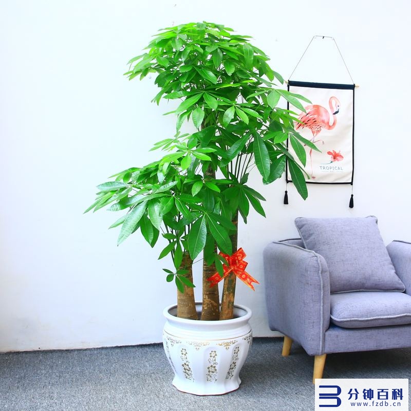 老人说，6种花轻易不开花，开花就有“富贵到”，可遇不可求