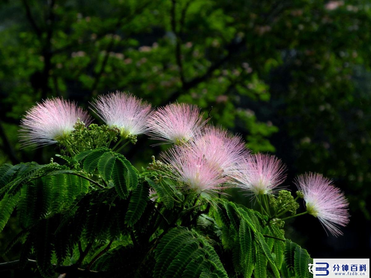 花名字_花名字大全集 100种插图78